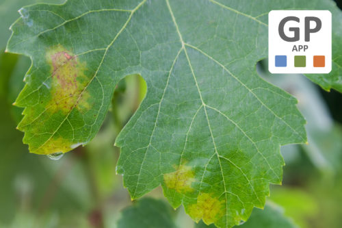 DSS GREEN PLANET MODULO METEO+AGRO+IPM: acquisizione ed elaborazione dei dati meteo da una stazione Green Planet o da altre marche compatibili, monitoraggio colturale, gestione tecnica, modellistica fitopatologica ed entomologica - Soluzione digitale in abbonamento 12 mesi